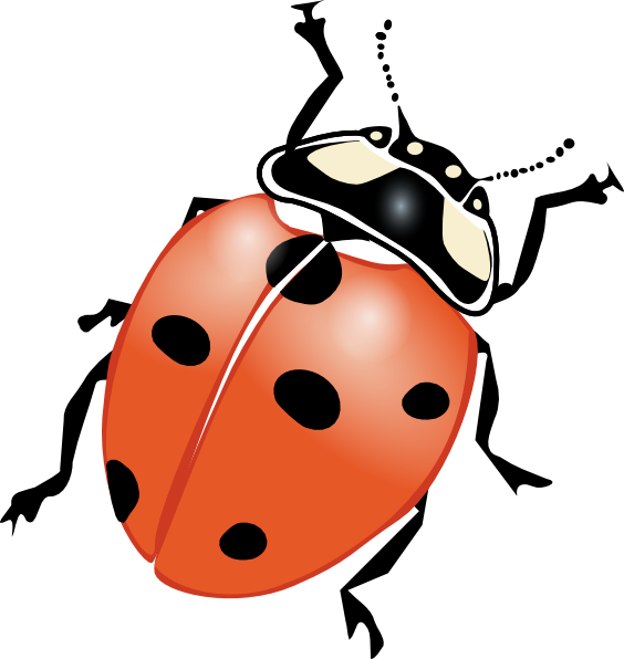 A ladybug vector ladybugs. Clipart bird insect