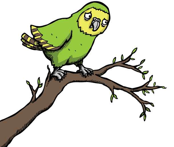 Birds kakapo
