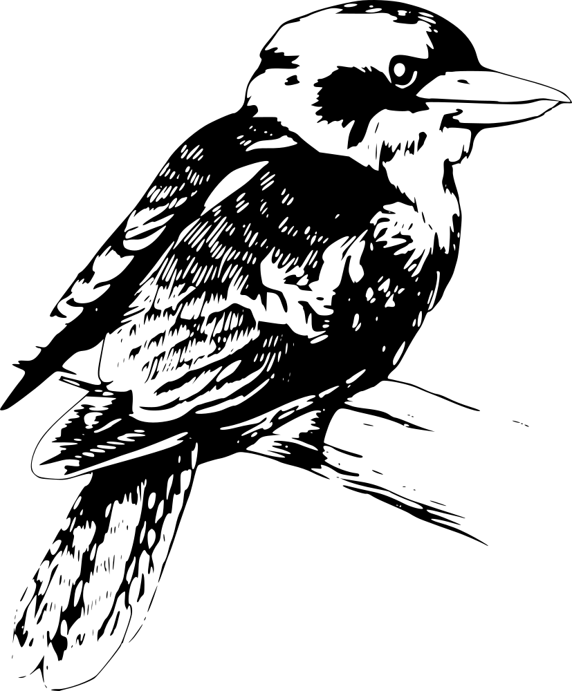 clipart bird kookaburra