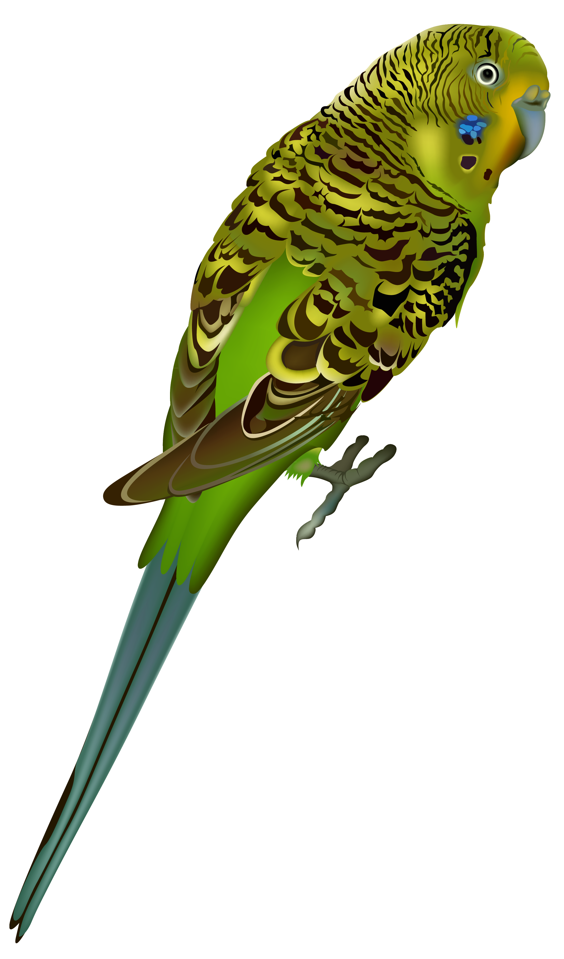 clipart gallery vertebrate