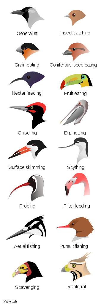 clipart birds muscular