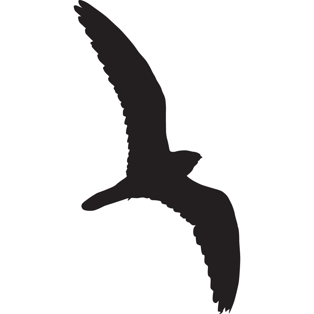 clipart bird nighthawk