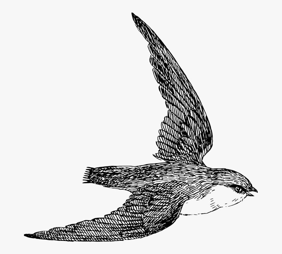 clipart birds nighthawk