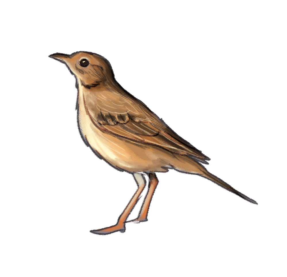clipart bird nightingale