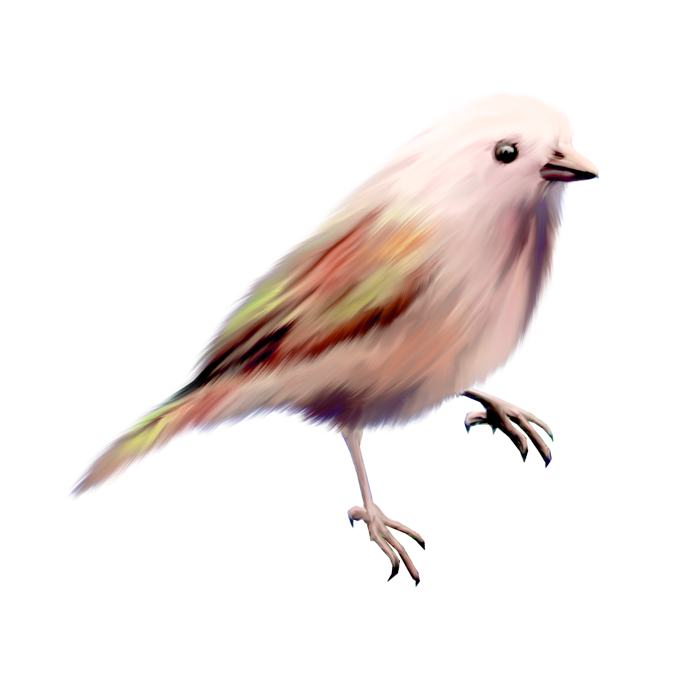 Bird clip art color. Pets clipart canary