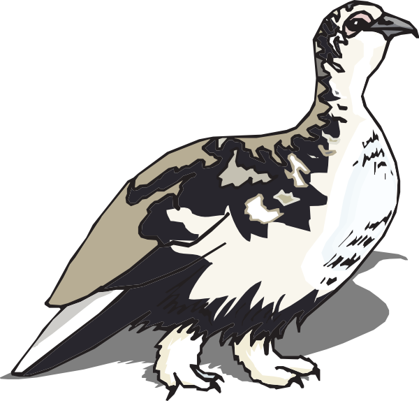 White tailed ptarmigan clip. Clipart bird osprey