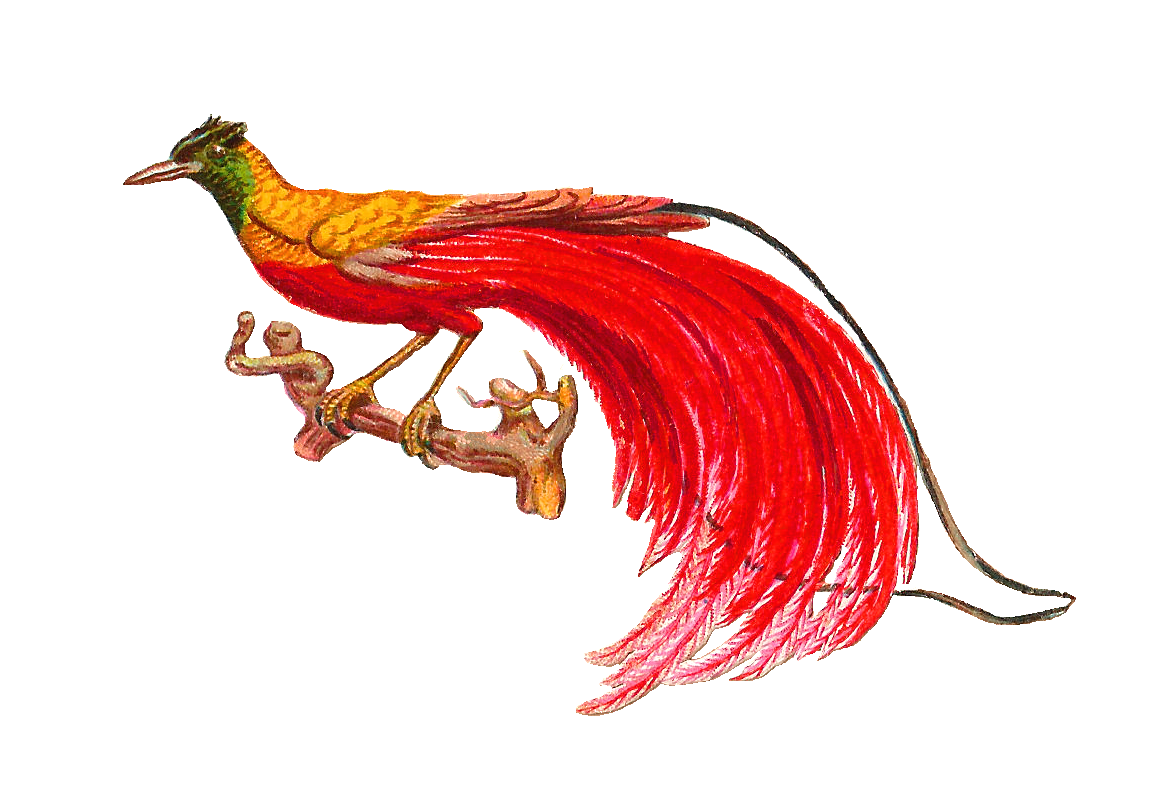 clipart bird paradise