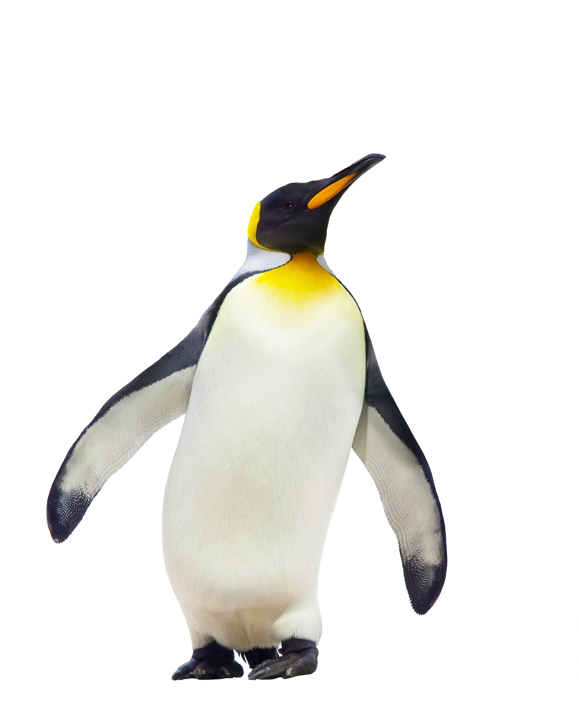 penguins clipart realistic
