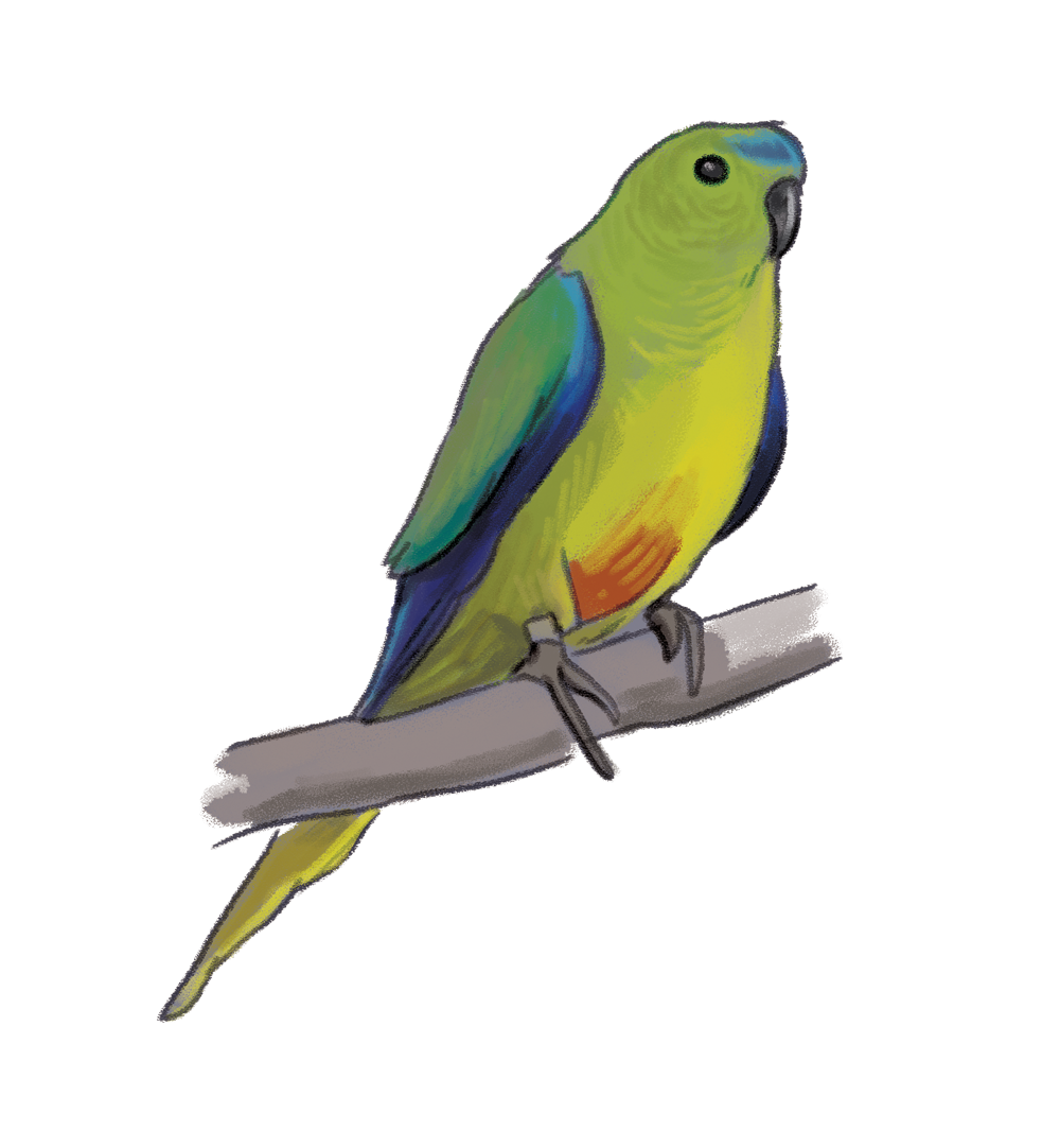 orange clipart parrot