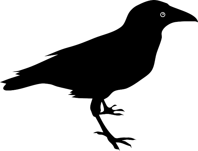 Crow clipart black australian. Free image on pixabay
