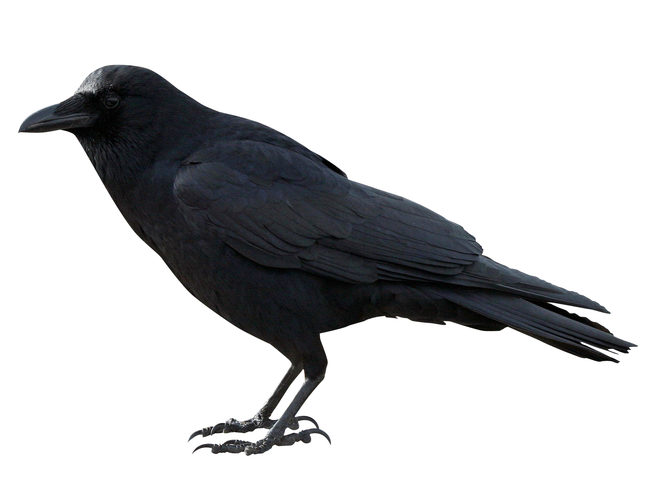 Feathers clipart crow. American common raven clip