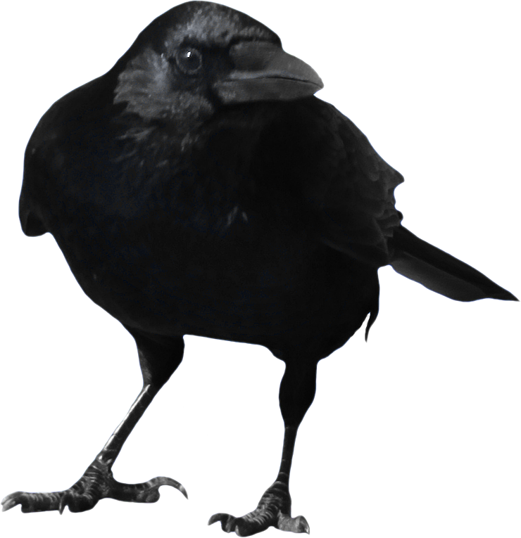 crow clipart transparent background