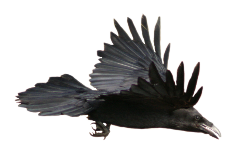 clipart bird ravens