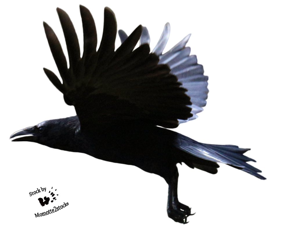 clipart birds ravens