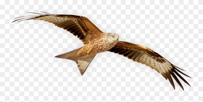 clipart bird red kite