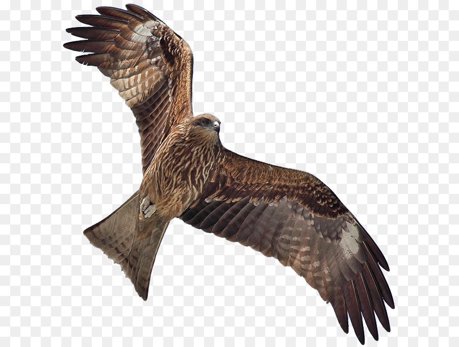 hawk clipart kite bird