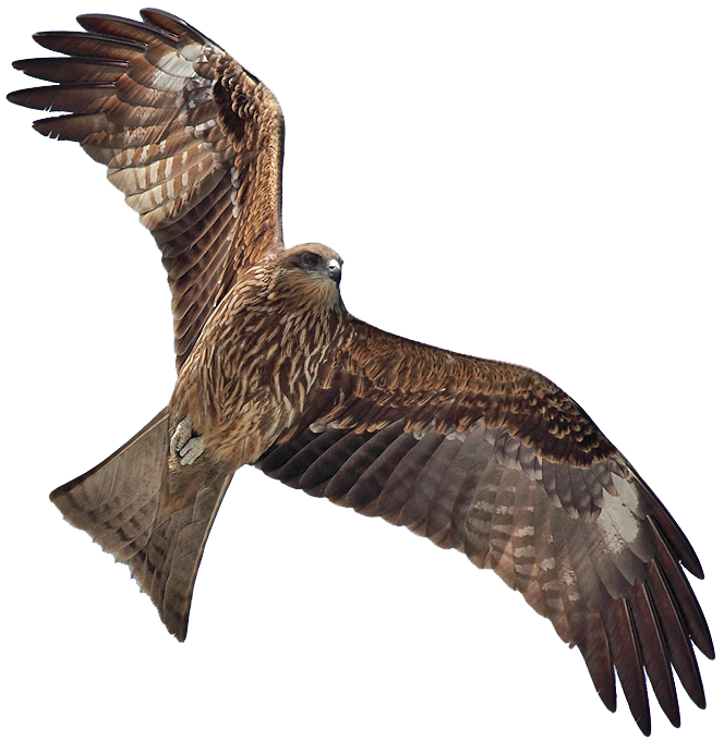 clipart kite bird