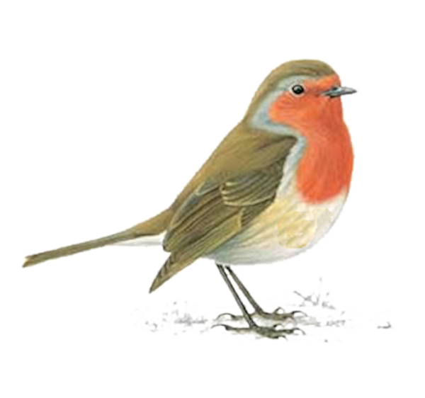 clipart bird red robin