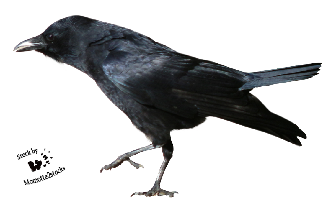 crow clipart rook