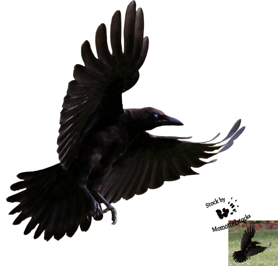 Feathers clipart crow. Cut out stock png