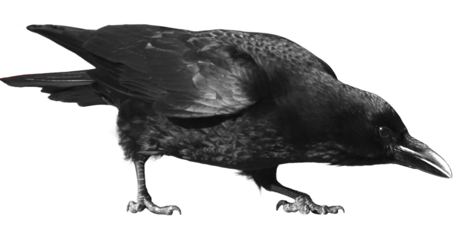 Common raven carrion clip. Crow clipart black australian