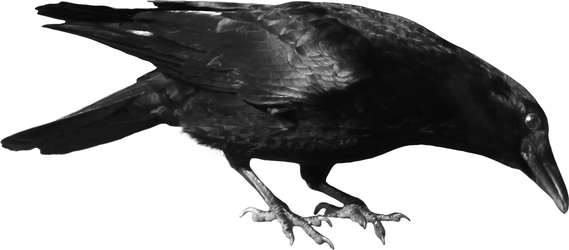 Crow raven