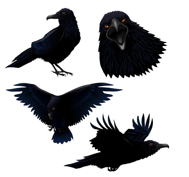 feather clipart crow