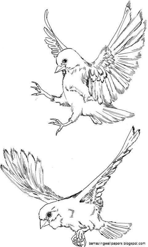 clipart bird sketch