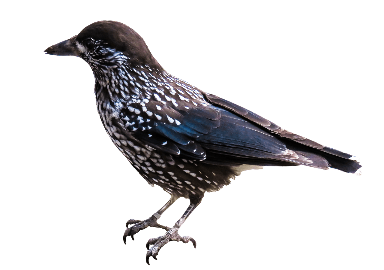 clipart bird starling