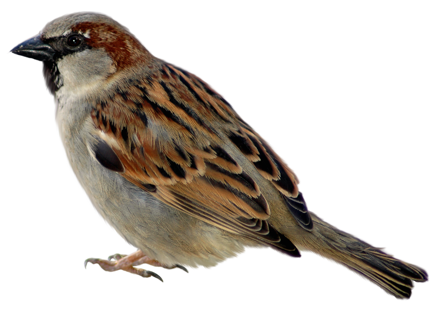 goose clipart sparrow