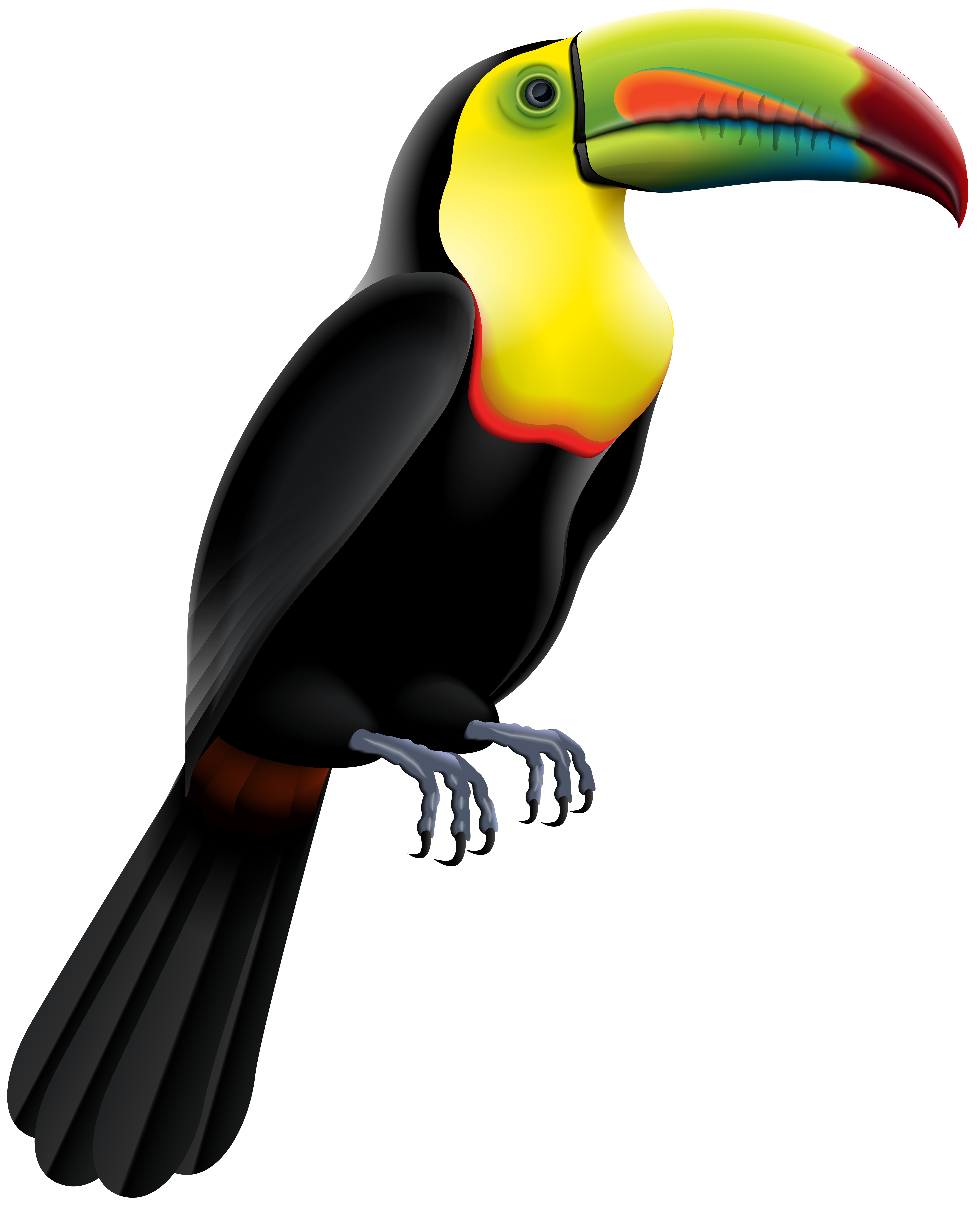 Toucan Bird Clip Art