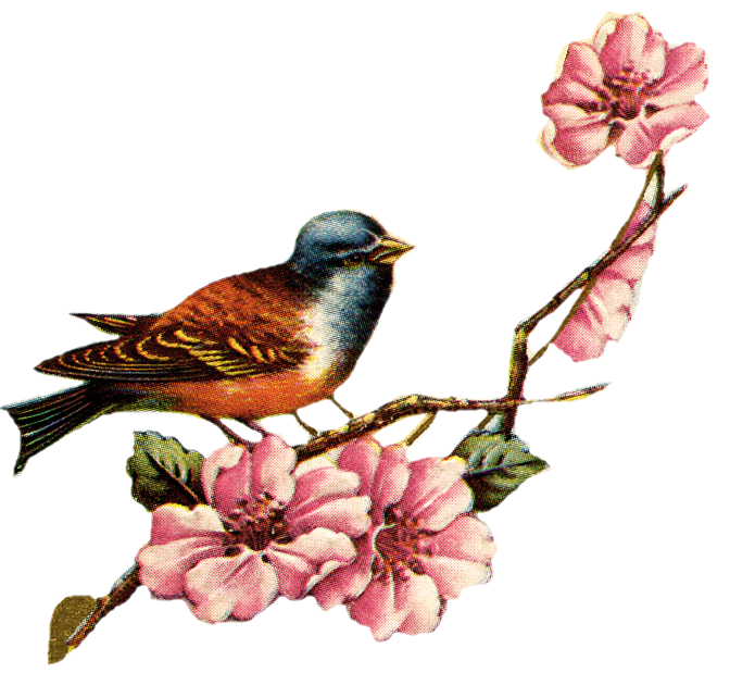 clipart flowers bird