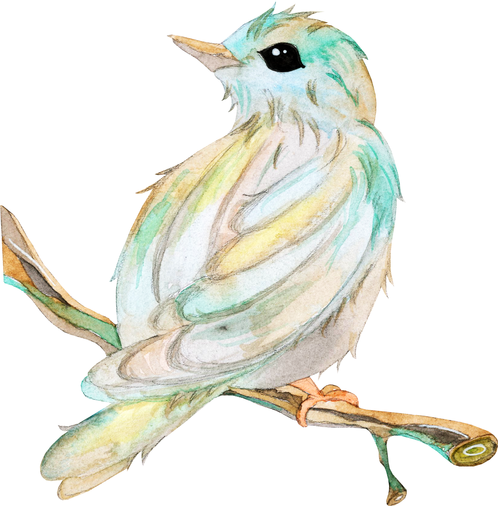 clipart bird watercolor