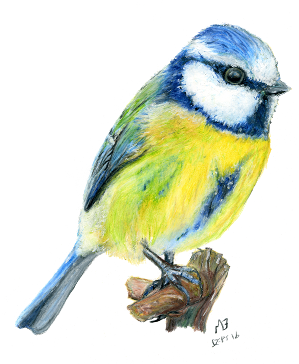 Bird watercolor