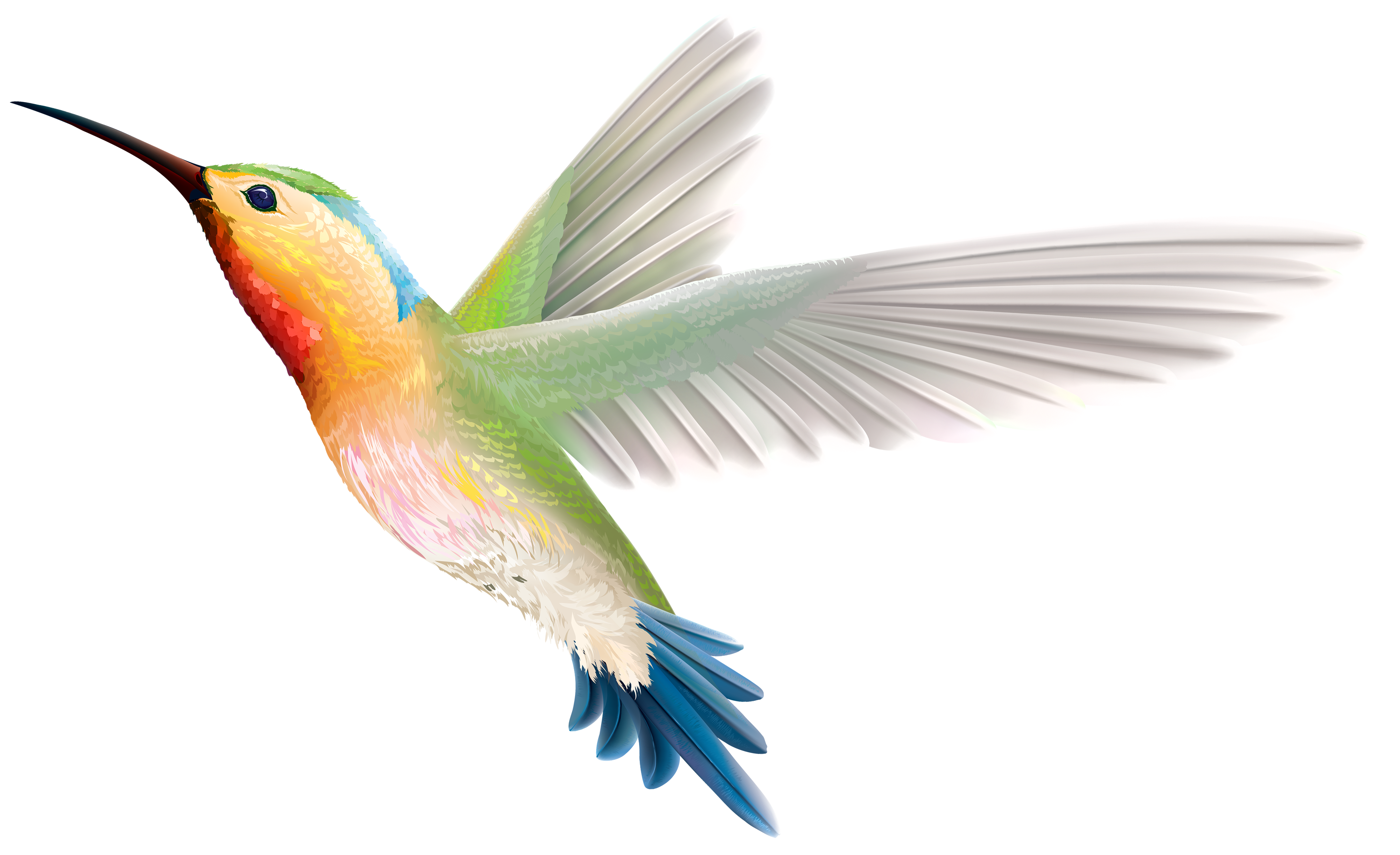 parrot clipart bird open wing