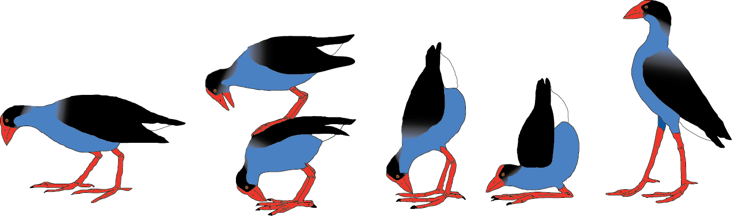 Rails . Clipart bird weka