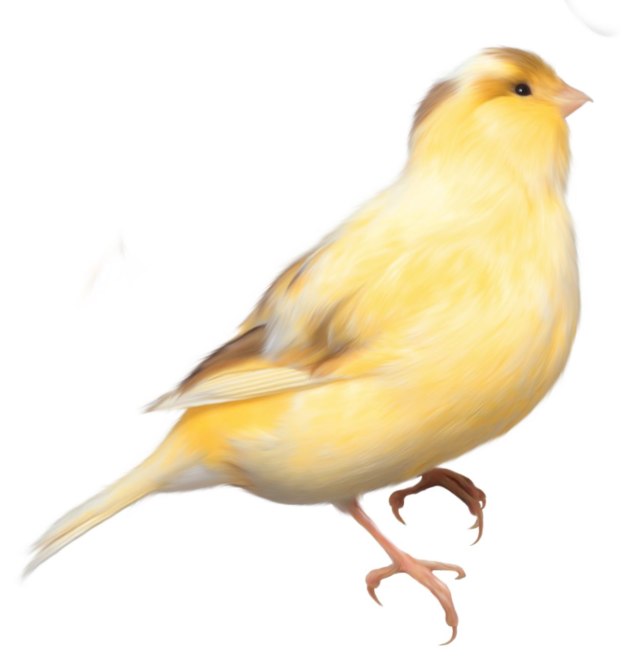 Pets clipart canary. Yellow bird png picture