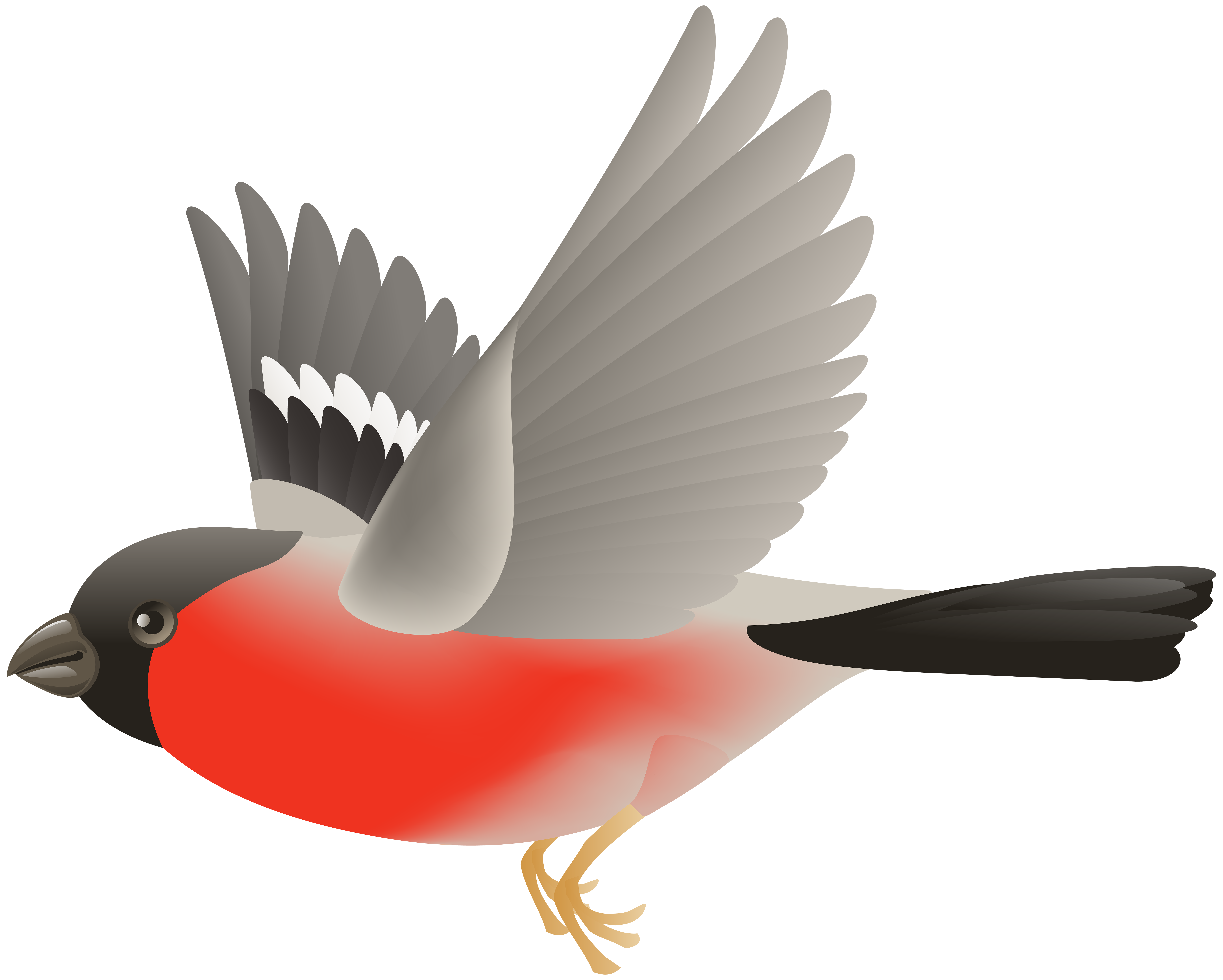 Red bird transparent clip. Wing clipart flying