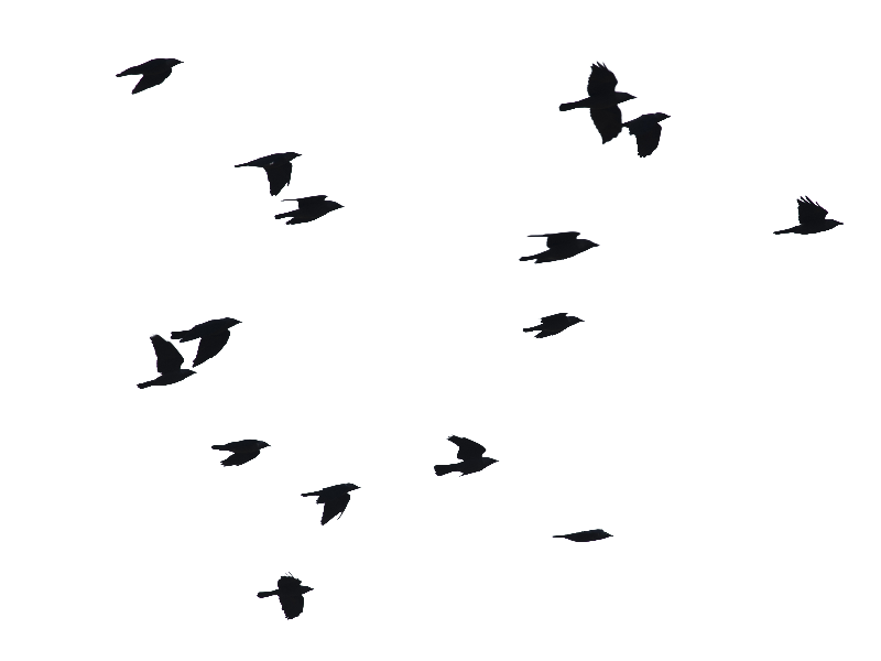 Pigeon clipart bird migration. Birds in flight silhouette