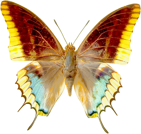 dress clipart butterfly