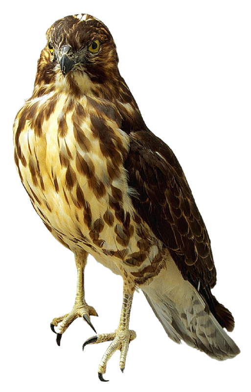 falcon clipart peregrine falcon
