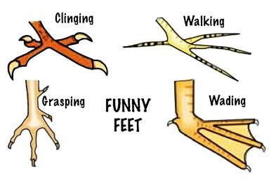 clipart birds foot