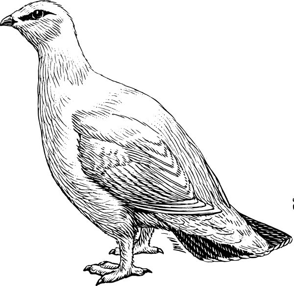 Clipart birds loon. Ptarmigan clip art at