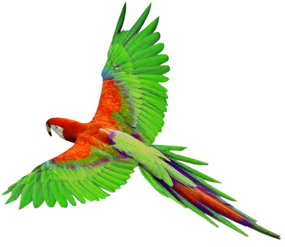 Home clipart parrot. In flight png gallery
