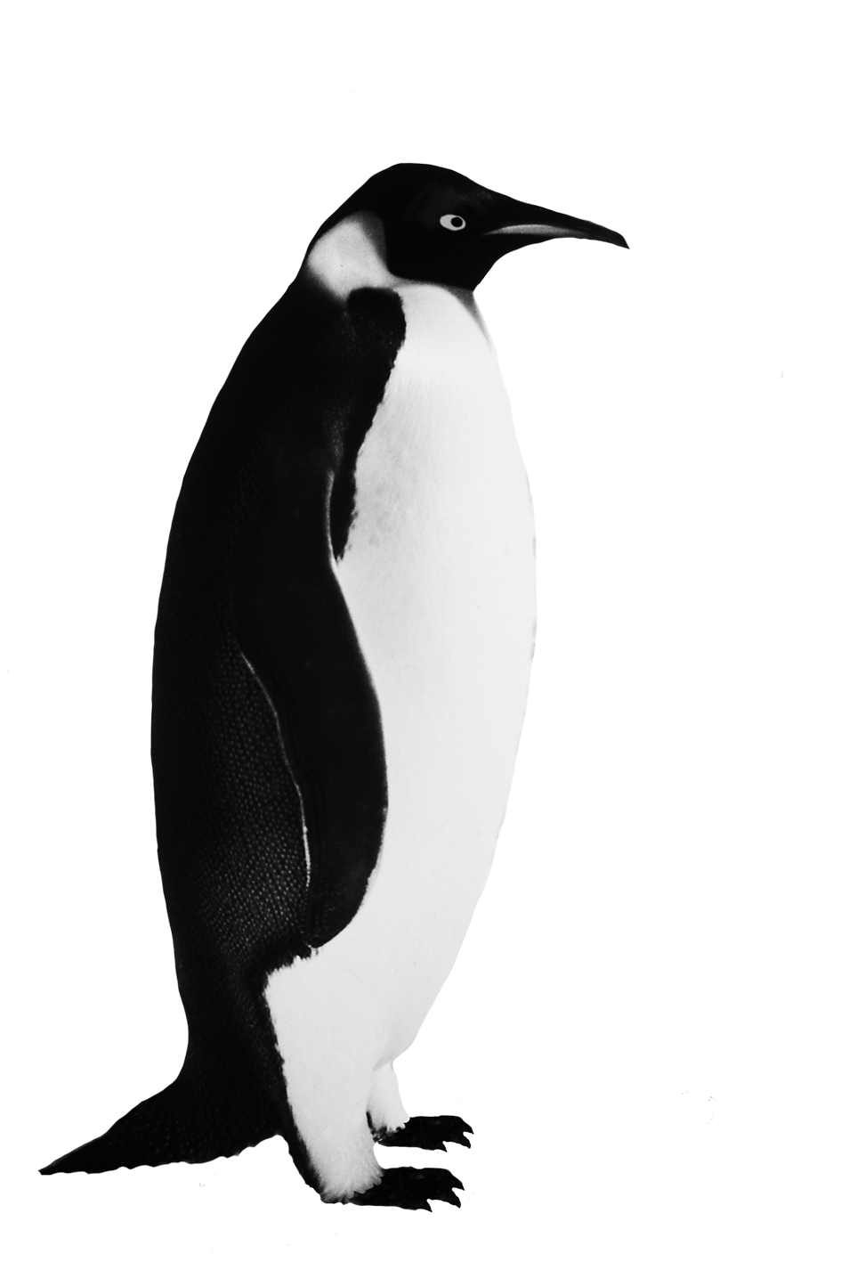 Penquin emperor penguin