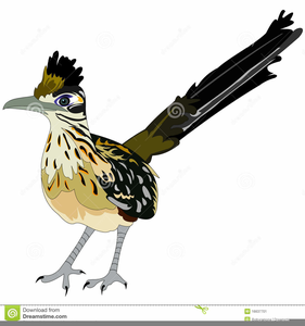 roadrunner clipart bird