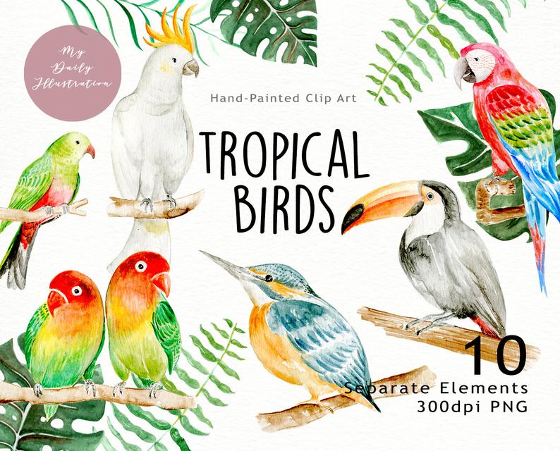 Watercolor tropical toucan macaw. Clipart birds summer