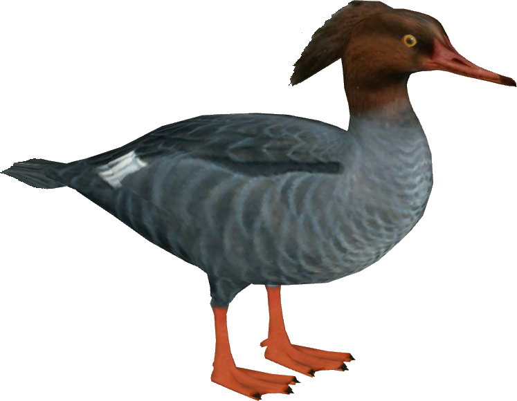Auckland merganser zoo tycoon. Clipart birds weka