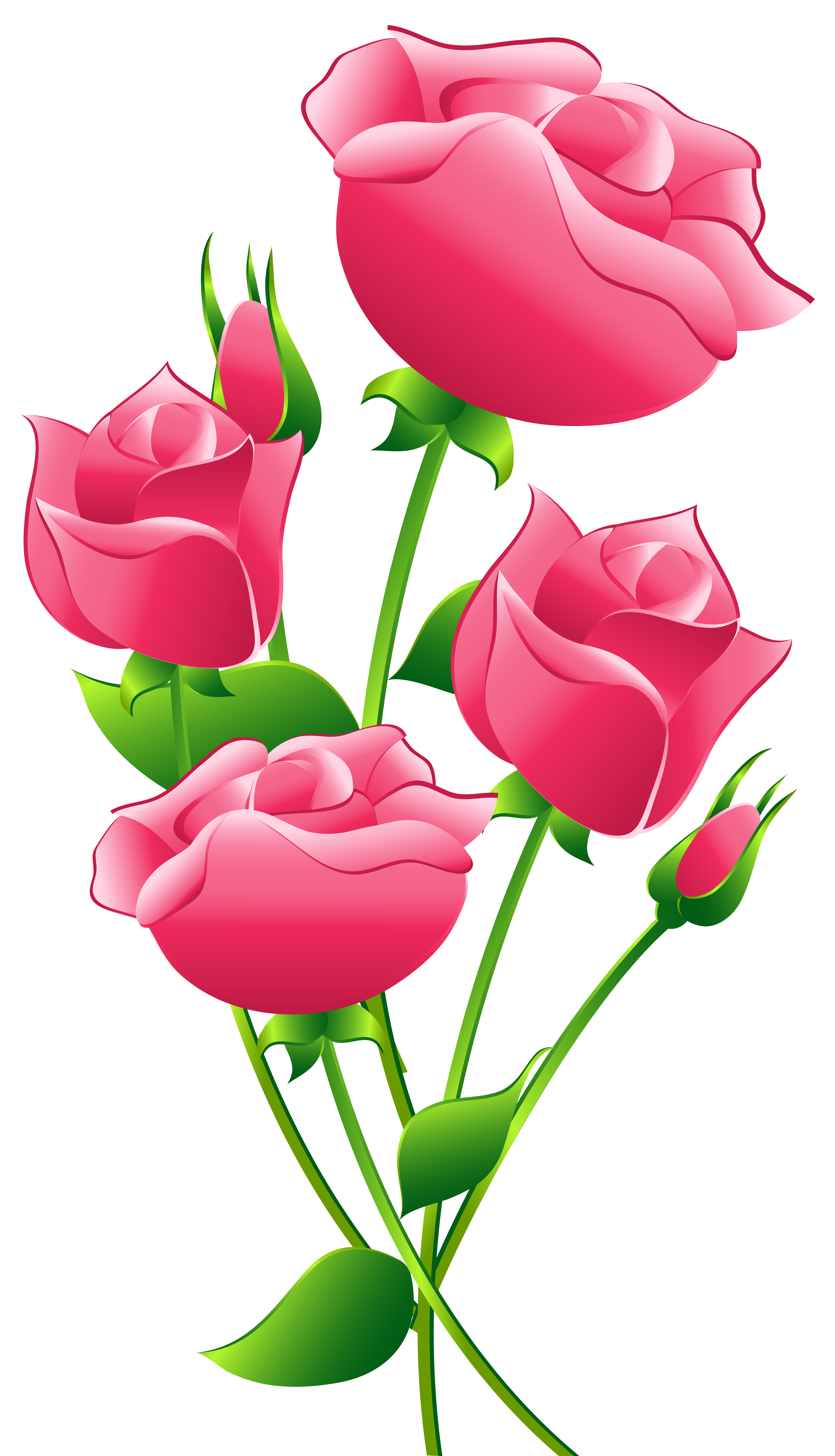 Head clipart rose. Pink roses transparent png