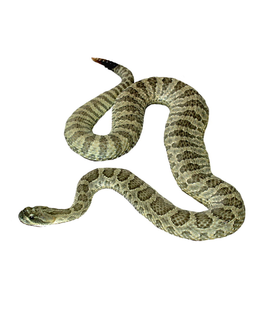 snake clipart anaconda